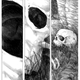 Illustration for article titled Resurfaced iPuma Blues/i shows Michael Zulli and Stephen Murphy’s audacious beginnings